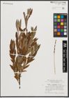 Foto von Salix appendiculata Vill. x Salix viminalis L.